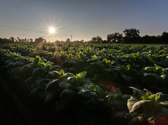 Agricultural Land Available for Sale with Fertile