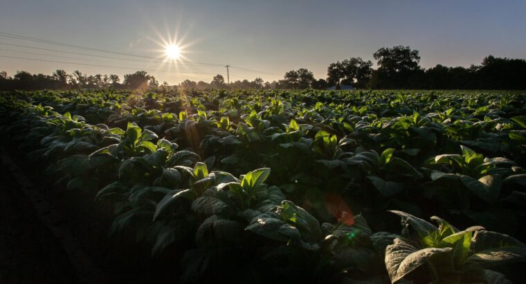 Agricultural Land Available for Sale with Fertile