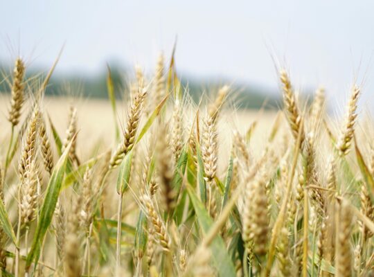 Agricultural Land Available for Sale with Fertile