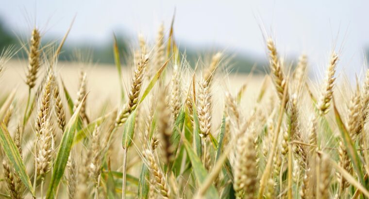 Agricultural Land Available for Sale with Fertile