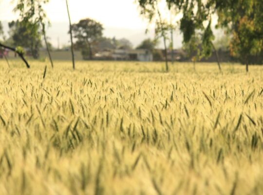 Agricultural Land Available for Sale with Fertile.