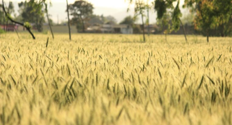 Agricultural Land Available for Sale with Fertile.