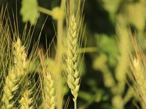 Agricultural Land Available for Sale with Fertile.