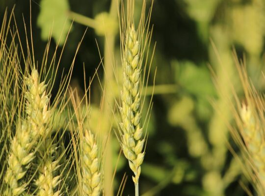 Agricultural Land Available for Sale with Fertile.