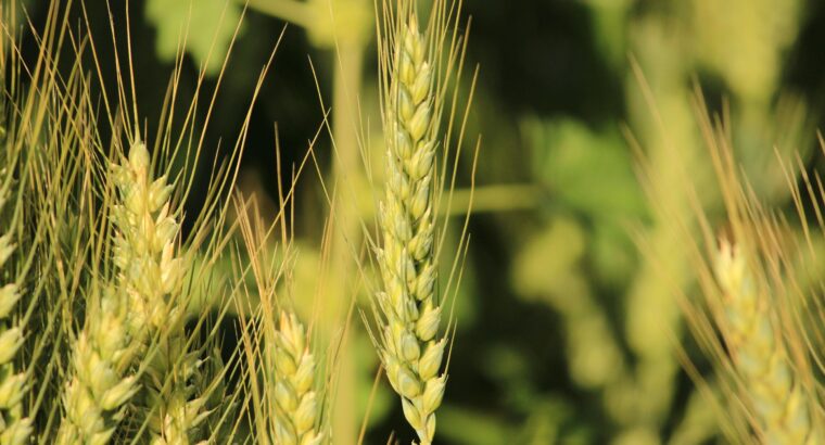 Agricultural Land Available for Sale with Fertile.